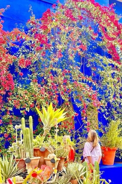 Bougainvillea against the cobalt blue walls and potted cacti of the Majorelle garden
