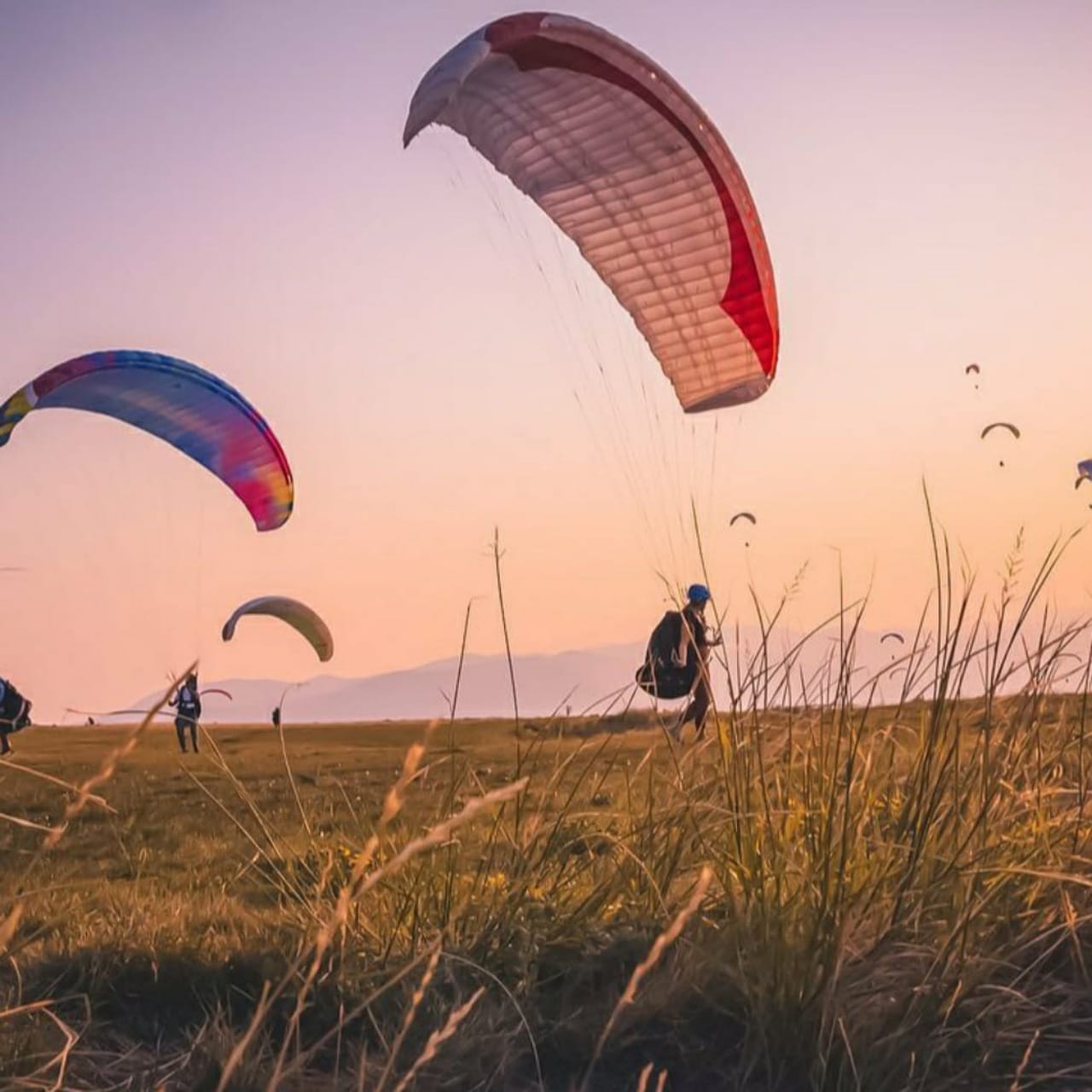 Several paragliders preparing to launch from a grassy hillside at sunset