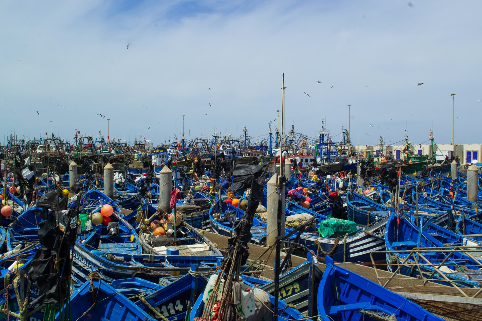 Weite Aussicht auf Hunderte von blauen Fischerbooten im Hafen von Essaouira