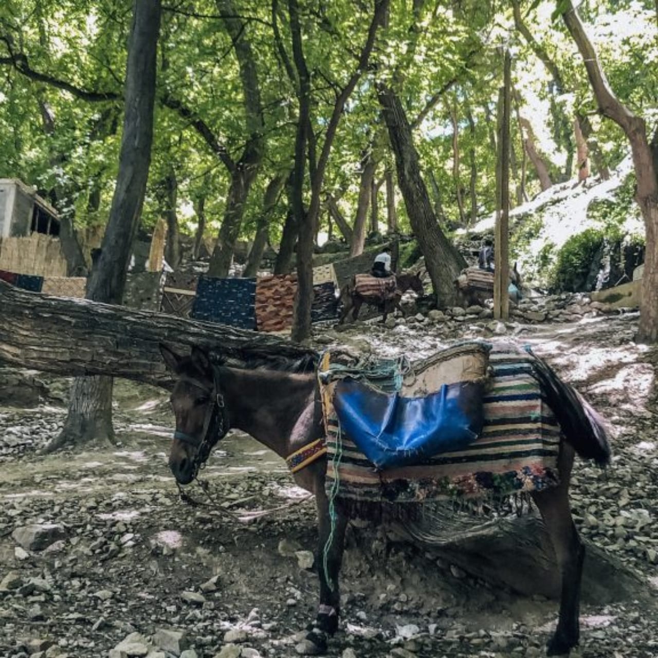A saddled mule waiting on a rocky village trail among walnut trees with snow nearby