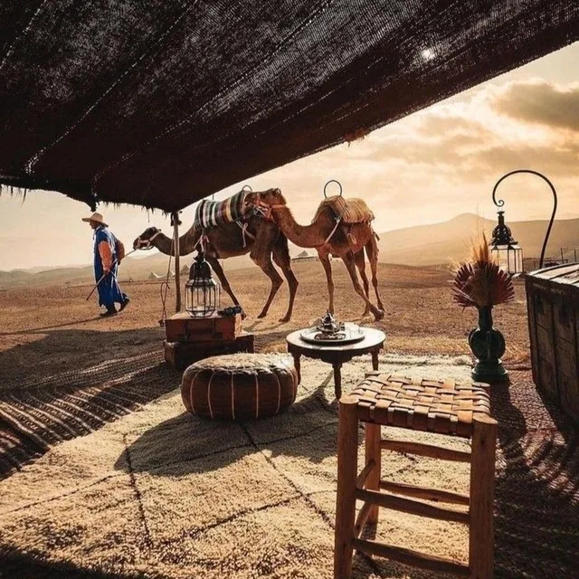 Camp lounge seating with camels resting beyond it in the Agafay desert at sunset