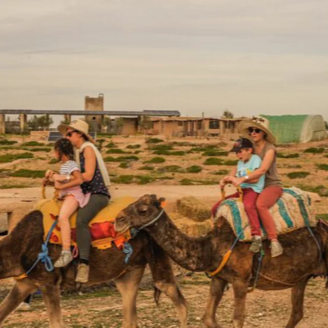 Two mothers riding camels with their children seated in front of them on the Agafay desert track