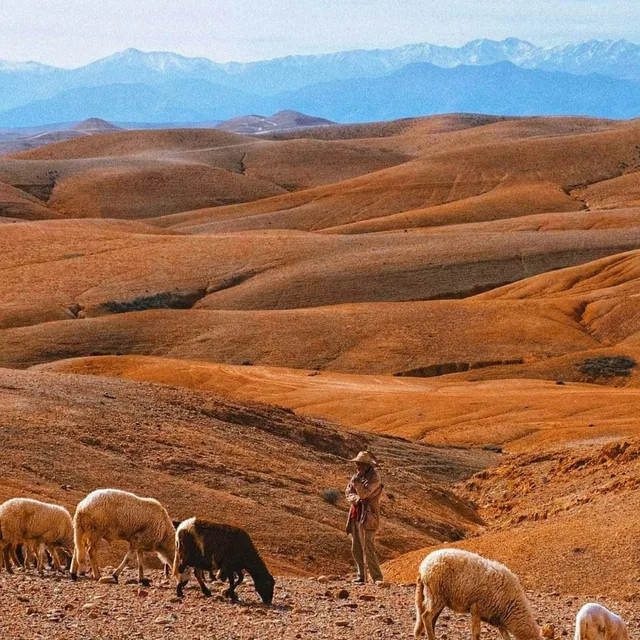 A shepherd with his flock of sheep on the ochre Agafay hills with the snow-dusted Atlas mountains behind