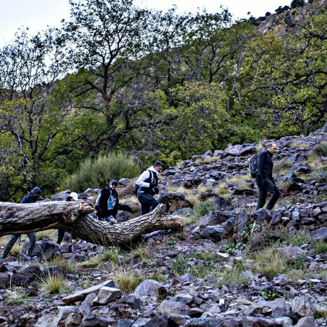 Trekkers walking a rocky Atlas hillside path past a fallen tree and green oak woodland