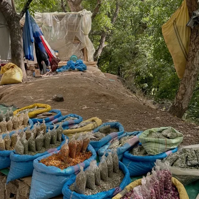 Sacks of dried herbs, spices and rosebuds for sale under walnut trees in the Atlas mountains