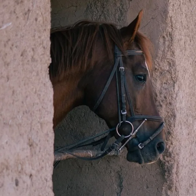 A bridled chestnut horse resting its head through an earth-walled stable doorway