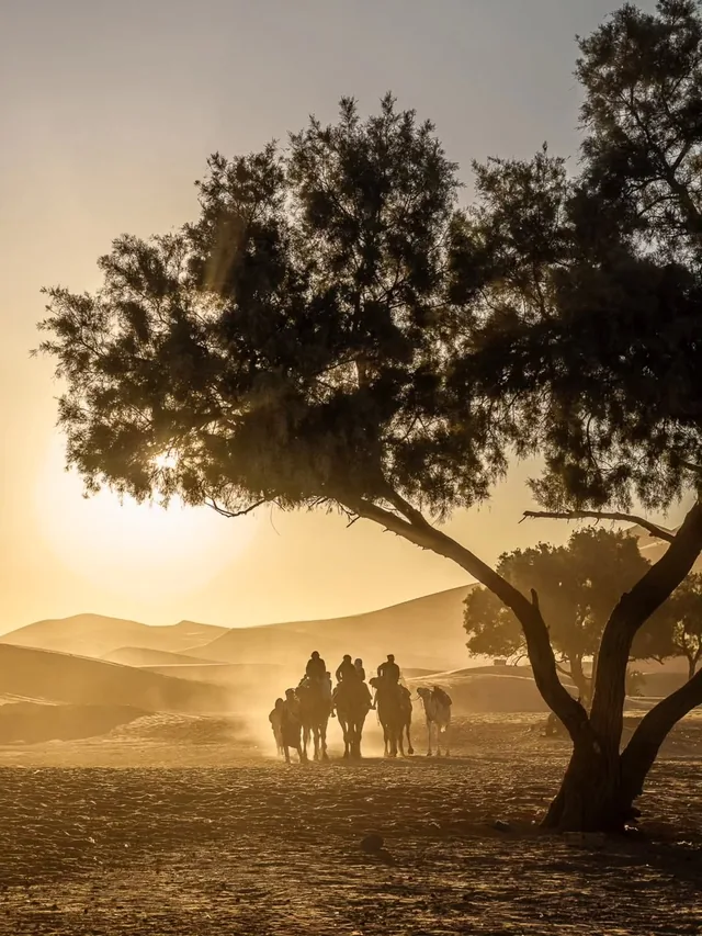A camel caravan riding out of golden evening haze beneath a broad desert tamarisk tree