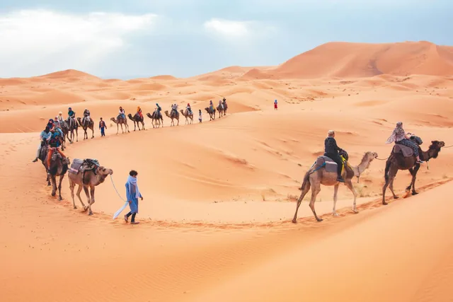 A long camel caravan led by a guide winding across the orange dunes of Merzouga
