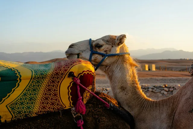Close-up of a camel in a brightly patterned saddle blanket at sunset in the desert