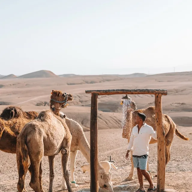 Camels resting beside a rustic desert shower at an Agafay camp near Marrakech
