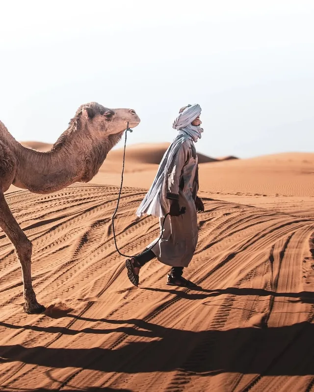 A cameleer in a pale turban leading his camel across rippled Sahara dunes