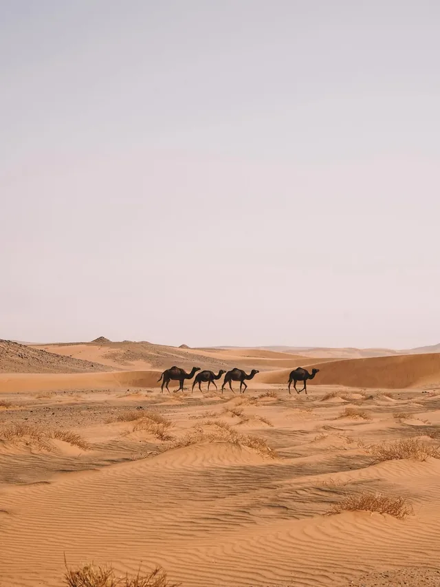 Four camels walking in line across open Sahara dunes in soft early light
