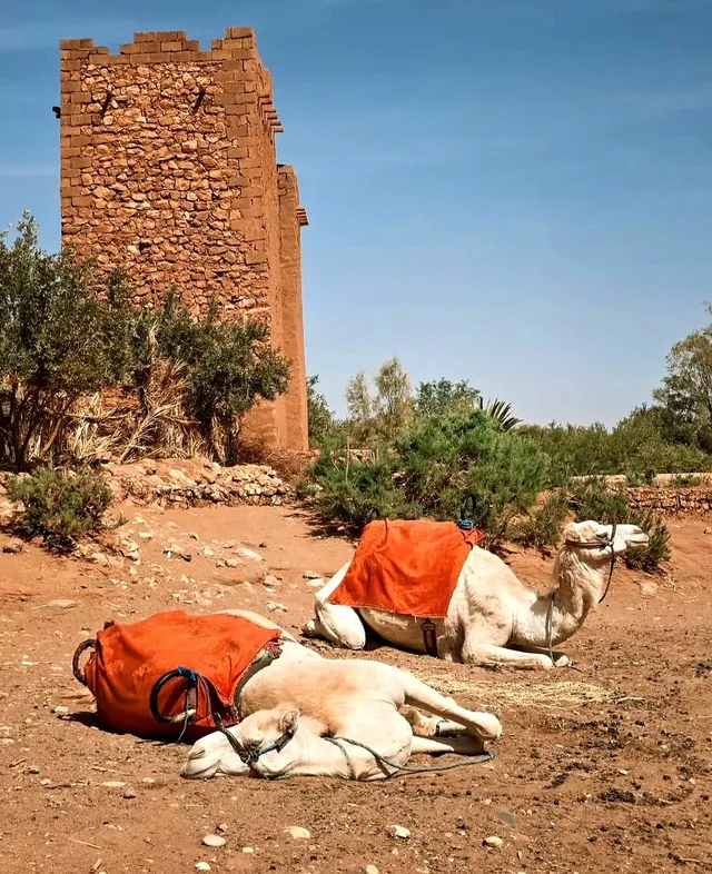 Two white camels in orange saddle blankets resting beside an old earthen kasbah tower