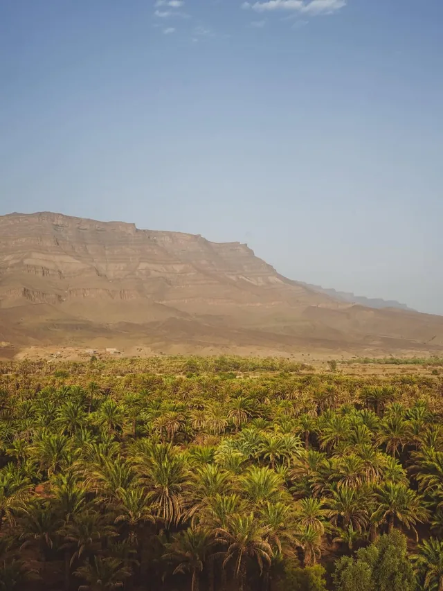 A dense date palm grove in the Draa valley below layered desert cliffs