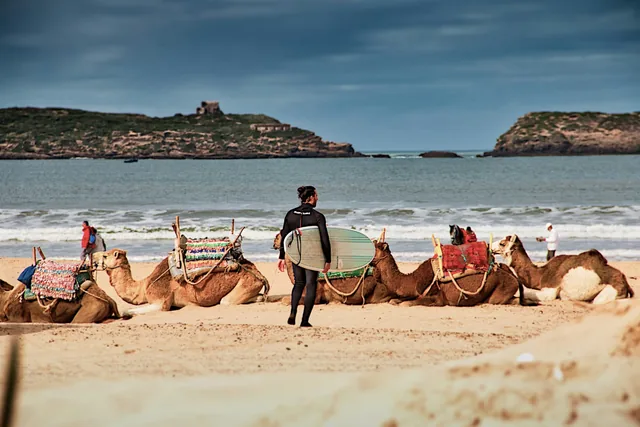 Ein Surfer geht am Strand von Essaouira an ruhenden Kamelen vorbei, im Hintergrund die Insel