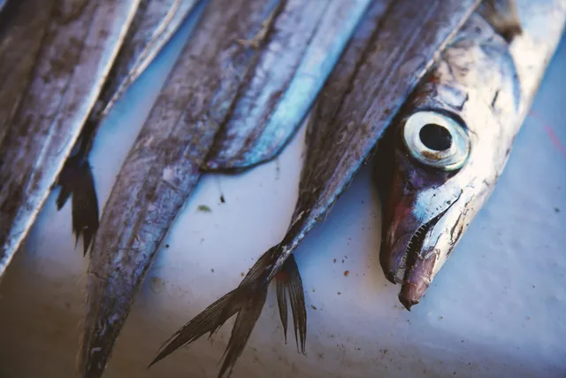 Close-up of freshly landed silver fish in a tray