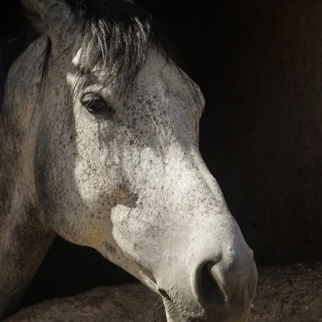 Close-up portrait of a dappled grey horse in soft stable light