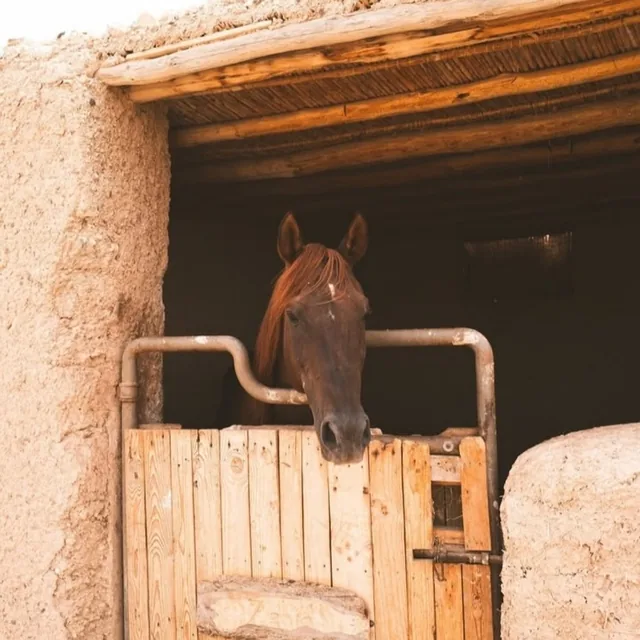 A horse looking out over a wooden stable door at an Agafay riding centre