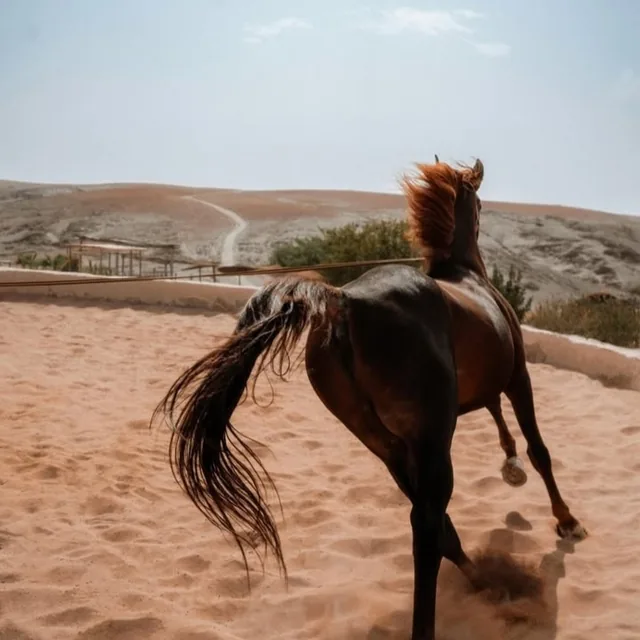 A chestnut horse cantering in a sand arena above the Agafay desert