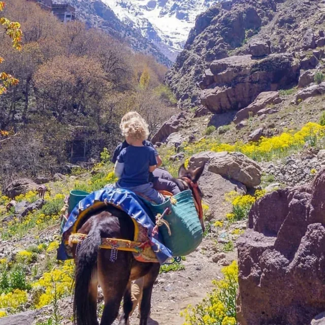 A young child riding a saddled mule along a spring wildflower trail in the Imlil valley below the snow-capped Atlas