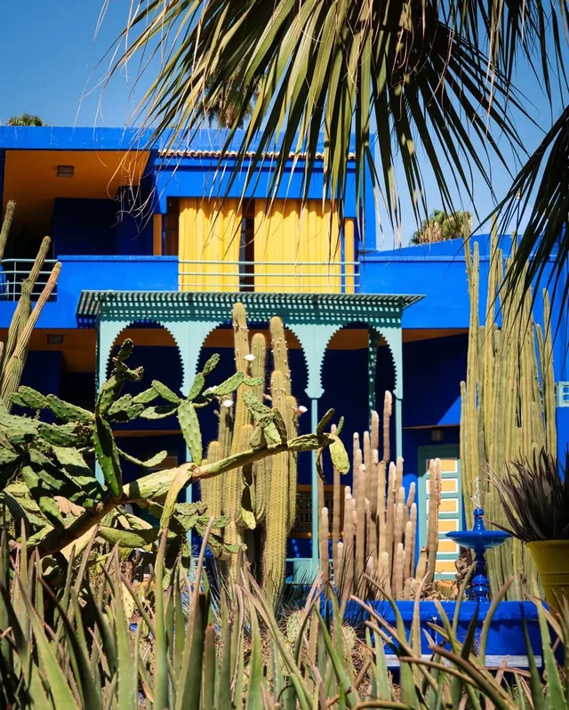 The cobalt blue Majorelle villa seen through tall cacti and palm fronds