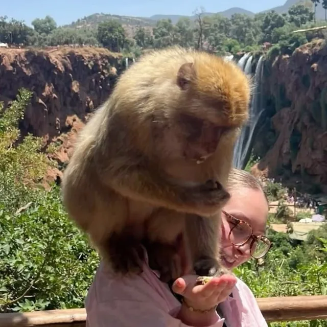A Barbary macaque perched on a smiling visitor's shoulder above the Ouzoud gorge