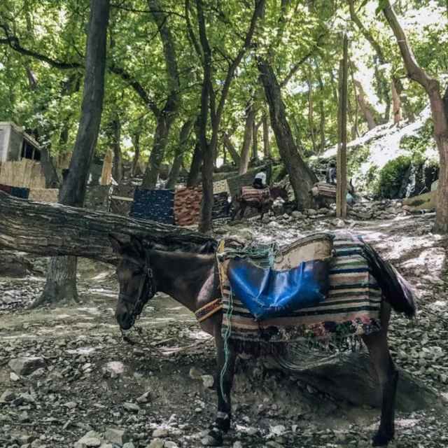Una mula con silla de montar esperando en un sendero rocoso rodeado de nogales y nieve cercana