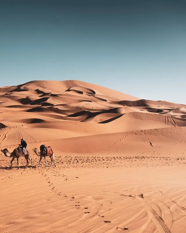 Two saddled camels walking beneath a great sand dune, footprints trailing behind them