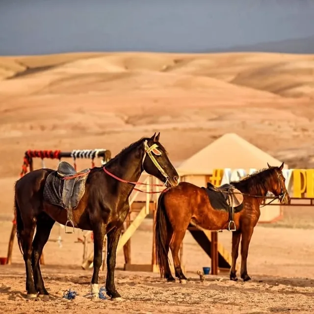 Two saddled horses waiting beside a tented camp in the Agafay desert